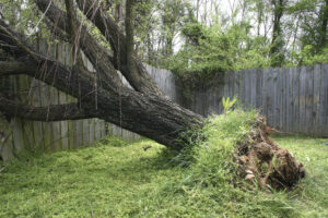 tree-falling-on-neighbors-yard